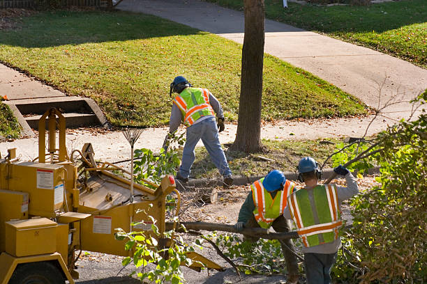 Professional Tree Removal and Landscaping Services in Tornillo, TX